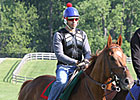 Animal Kingdom Jogs at Fair Hill