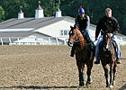 Animal Kingdom in Good Company at Fair Hill