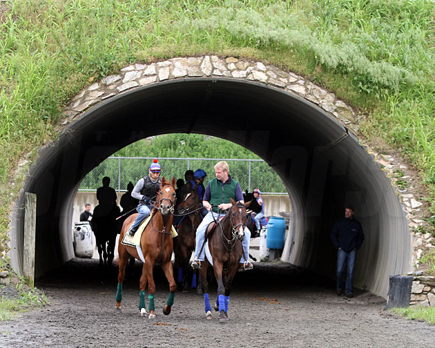 Animal Kingdom at Fair Hill