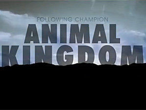 Animal Kingdom - An Insiders Perspective