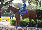 Animal Kingdom Works Day After Eclipse Win Animal Kingdom Works Day After Eclipse Win