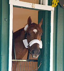 Animal Kingdom, Dialed In Taking Most Money Animal Kingdom, Dialed In Taking Most Money