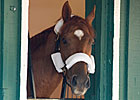 Animal Kingdom, Dialed In Taking Most Money Animal Kingdom, Dialed In Taking Most Money