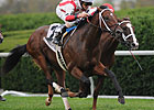 Bizarre Bourbon Won by Maiden Animal Spirits Bizarre Bourbon Won by Maiden Animal Spirits