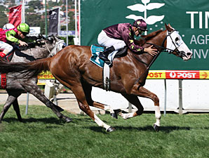 Apache Cat Impressive in Australia Apache Cat Impressive in Australia