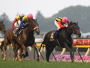 Classic Drama for Apapane and Saint Emilion Classic Drama for Apapane and Saint Emilion