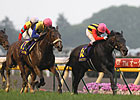 Classic Drama for Apapane and Saint Emilion Classic Drama for Apapane and Saint Emilion