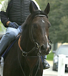 Grade I Winner Aptitude Dies in Argentina Grade I Winner Aptitude Dies in Argentina