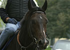 Grade I Winner Aptitude Dies in Argentina Grade I Winner Aptitude Dies in Argentina