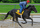Injured Archarcharch Retired, Owner Says Injured Archarcharch Retired, Owner Says