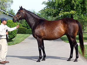 Dams of I'll Have Another, 'Bode' in F-T Sale Dams of I'll Have Another, 'Bode' in F-T Sale