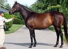 Dams of I'll Have Another, 'Bode' in F-T Sale Dams of I'll Have Another, 'Bode' in F-T Sale