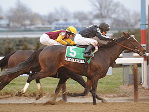 Grade II Winner Arena Elvira Retired Grade II Winner Arena Elvira Retired
