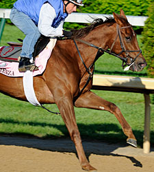 Arienza Works Bullet, Questionable for Oaks Arienza Works Bullet, Questionable for Oaks