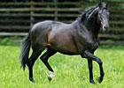 The Sun Has Set: Monsun Dies at 22