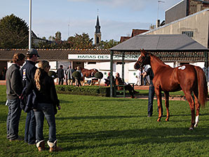 Arqana Summer Sale Ends with Record Receipts Arqana Summer Sale Ends with Record Receipts