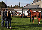 Arqana Summer Sale Ends with Record Receipts Arqana Summer Sale Ends with Record Receipts