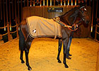 Juvenile Brings Sale Record Price at Arqana Juvenile Brings Sale Record Price at Arqana