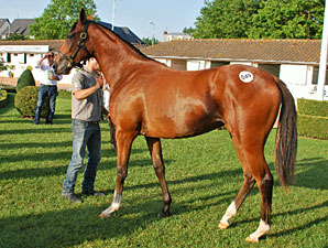 Galileo Filly Tops Arqana Sale Opener Galileo Filly Tops Arqana Sale Opener