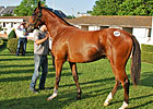 Galileo Filly Tops Arqana Sale Opener Galileo Filly Tops Arqana Sale Opener