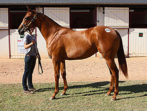 Makfi Filly Tops on Day 3 in Deauville Makfi Filly Tops on Day 3 in Deauville
