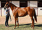 Makfi Filly Tops on Day 3 in Deauville Makfi Filly Tops on Day 3 in Deauville
