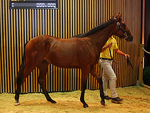 Mastercraftsman Son Top Price at Arqana Mastercraftsman Son Top Price at Arqana