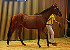 Mastercraftsman Son Top Price at Arqana Mastercraftsman Son Top Price at Arqana