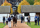 Arqana Opens With Record Sales, Median Rise Arqana Opens With Record Sales, Median Rise
