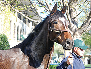 Arson Squad Storms the Keeneland Paddock