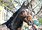 Arson Squad Storms the Keeneland Paddock Arson Squad Storms the Keeneland Paddock