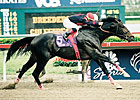 Champion Sprinter Artax Dies Champion Sprinter Artax Dies