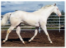 White Thoroughbred Sire Moved to Lexington White Thoroughbred Sire Moved to Lexington