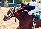 14 Ready to Fire in La Brea Stakes 14 Ready to Fire in La Brea Stakes
