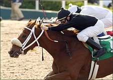 Ashley's Kitty Wins Railbird Ashley's Kitty Wins Railbird