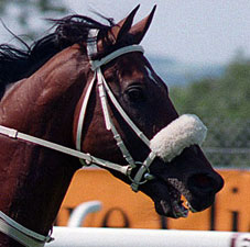 Asiatic Boy Romps in Al Shindagha Asiatic Boy Romps in Al Shindagha