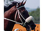 Asiatic Boy Romps in Al Shindagha