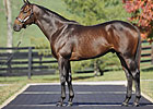Astrology to Stand at Taylor Made