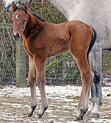 First Foal Reported for Atta Boy Roy First Foal Reported for Atta Boy Roy