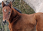 First Foal Reported for Atta Boy Roy First Foal Reported for Atta Boy Roy