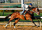 Atta Boy Roy Shows He's Ready for BC Sprint