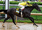 Grade I Winner Aubby K Scares Few in Chicago Grade I Winner Aubby K Scares Few in Chicago