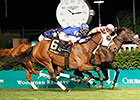 Aurelia's Belle Heads Arlington Oaks Aurelia's Belle Heads Arlington Oaks