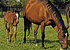 Aurora, Dam of Arch, Dies at Age 23 Aurora, Dam of Arch, Dies at Age 23