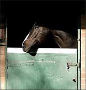 Number of EI-Infected Horses Continues to Grow Number of EI-Infected Horses Continues to Grow
