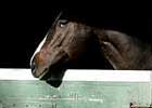 Number of EI-Infected Horses Continues to Grow