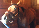 Awesome Feather Settles in at Breeders' Cup Awesome Feather Settles in at Breeders' Cup