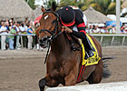 Featured Horse Profile: Awesome Feather Featured Horse Profile: Awesome Feather