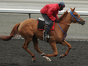 Sutherland Back at Woodbine for Wonder Where Sutherland Back at Woodbine for Wonder Where