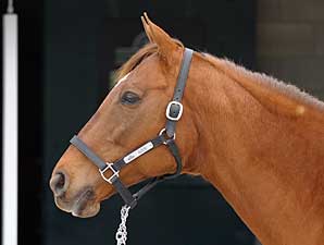Azeri Foals a Ghostzapper Filly Azeri Foals a Ghostzapper Filly